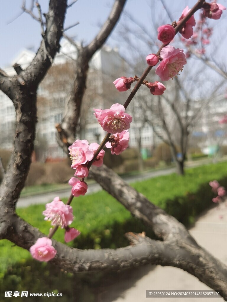 榆叶梅 