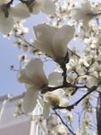 玉兰花