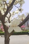 玉兰花