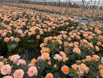 花卉