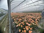 花卉
