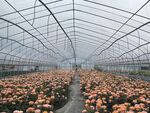 花卉