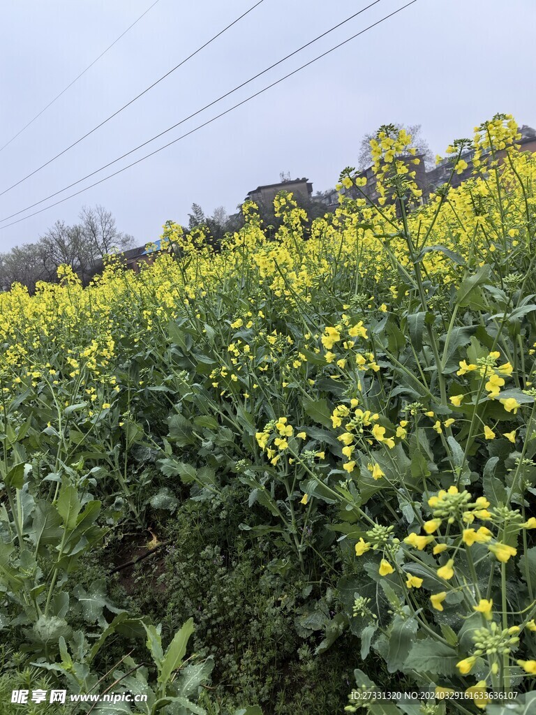 油菜花田