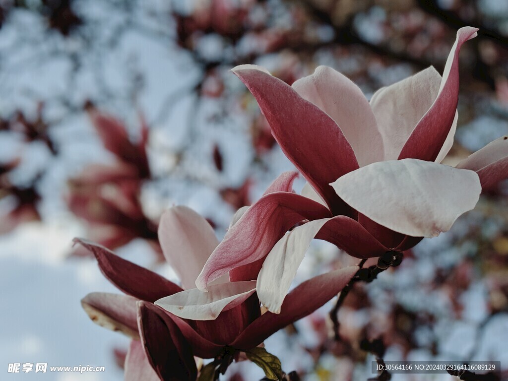 玉兰花花朵