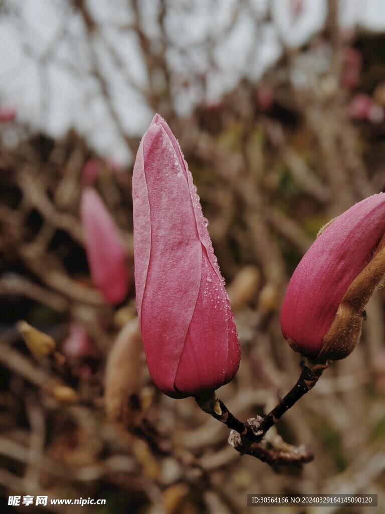 玉兰花花朵