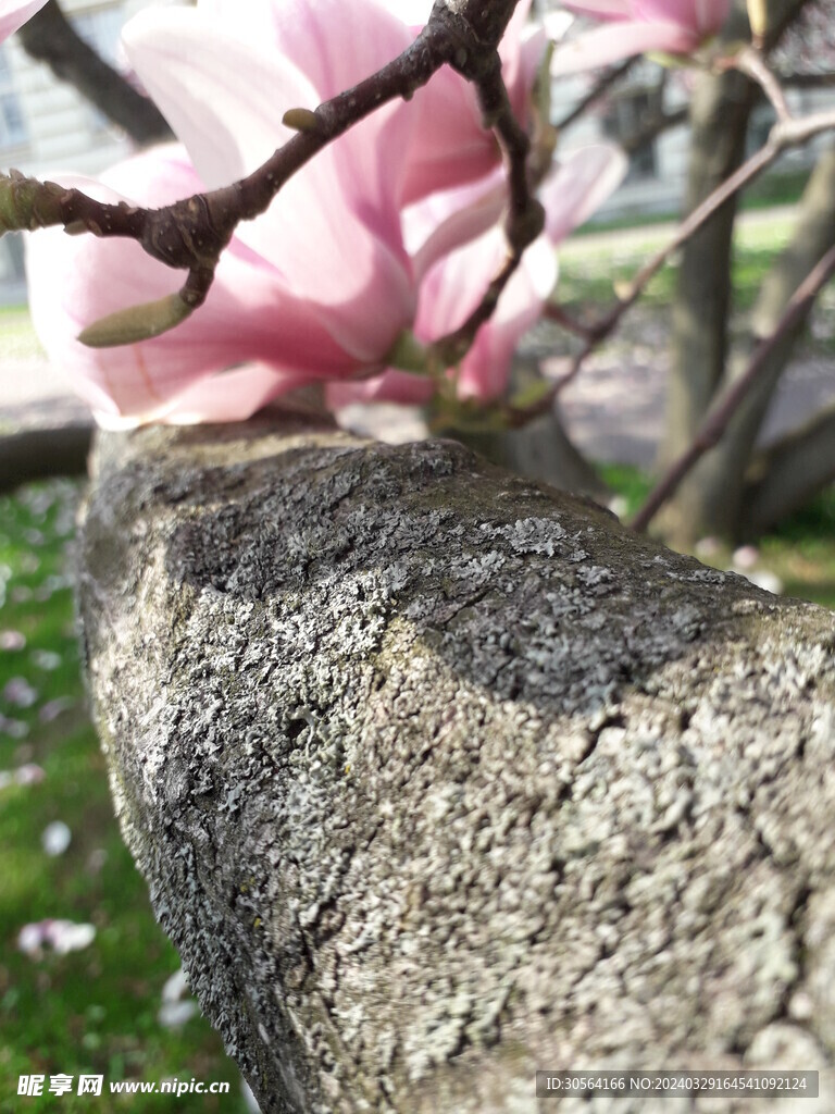 玉兰花花朵