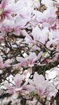 玉兰花