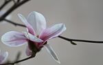 玉兰花