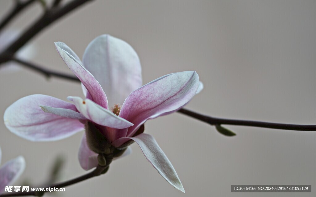 玉兰花