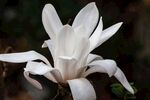 玉兰花