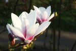 玉兰花