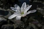 玉兰花