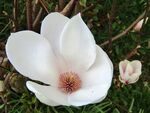 玉兰花
