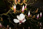 玉兰花