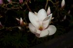 玉兰花