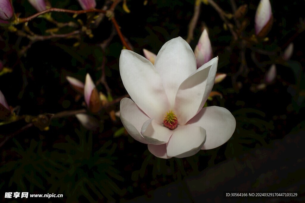 玉兰花