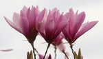 玉兰花