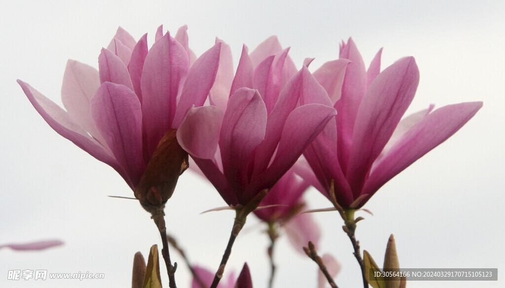 玉兰花