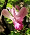 玉兰花
