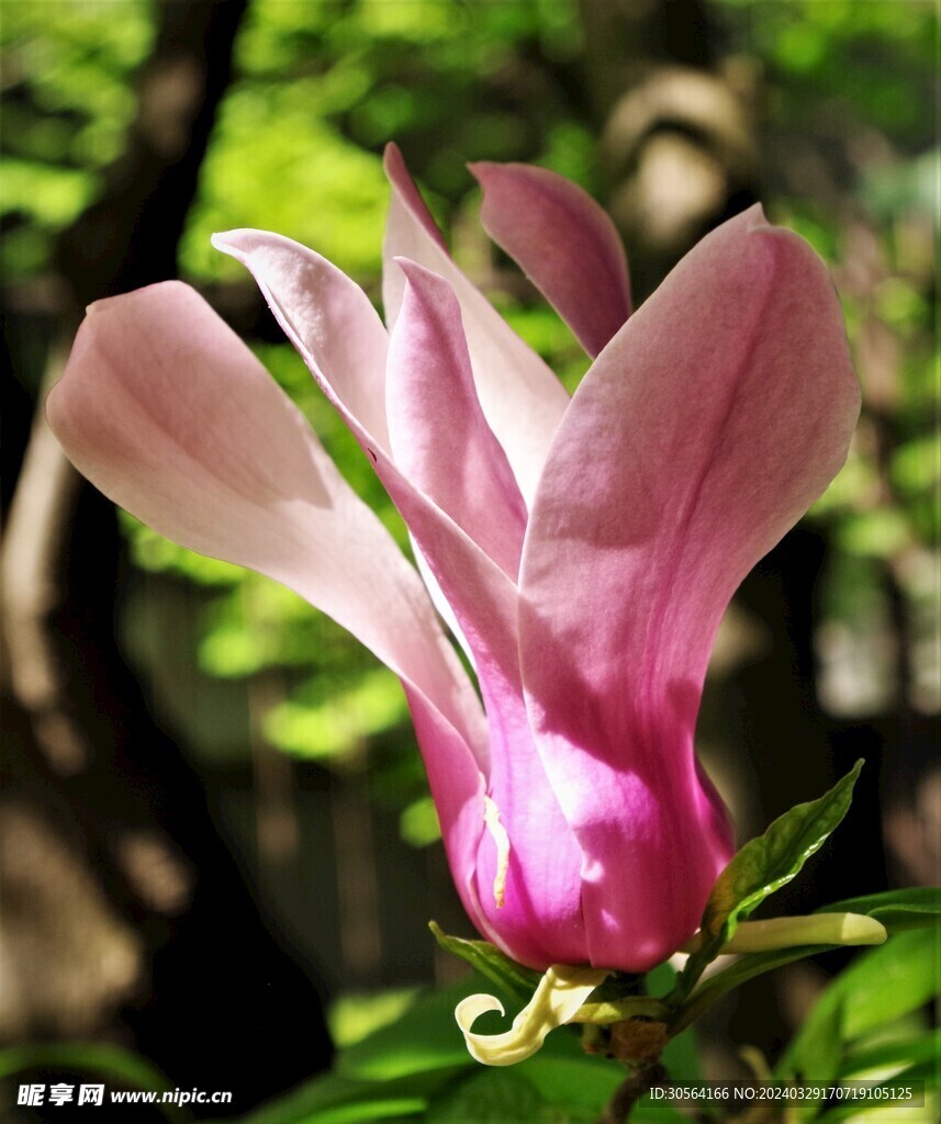 玉兰花