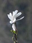 玉兰花