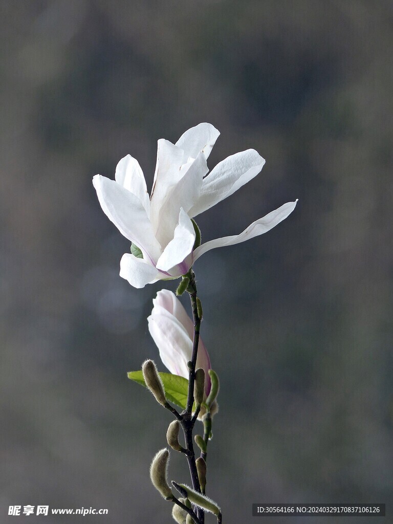 玉兰花