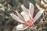 玉兰花