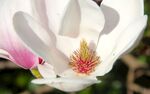 玉兰花