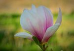 玉兰花
