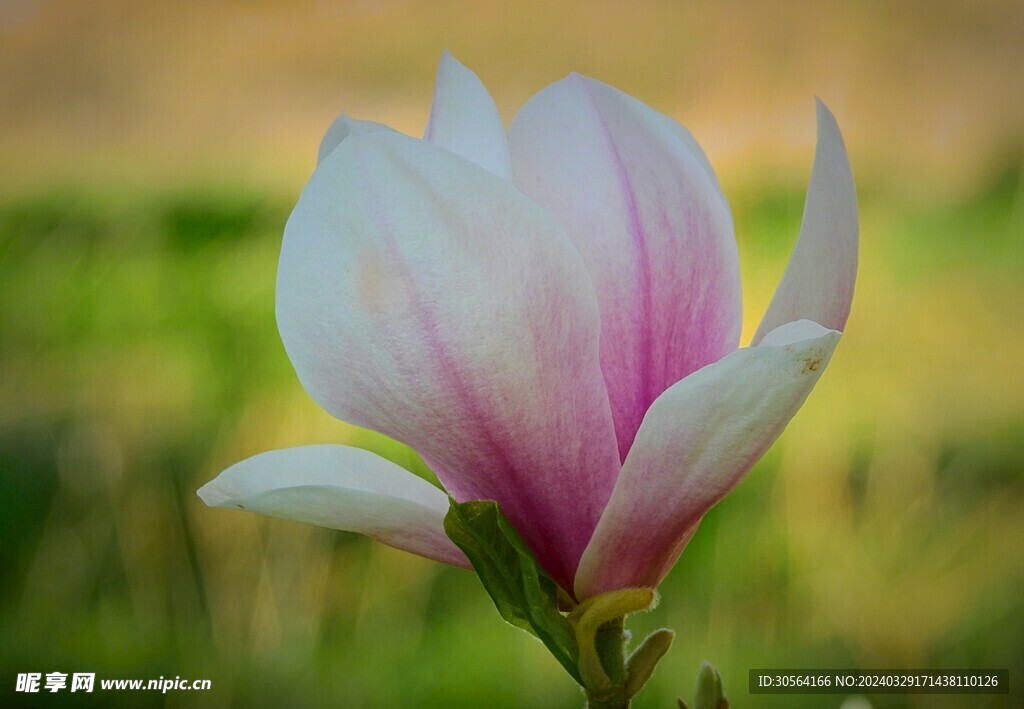 玉兰花