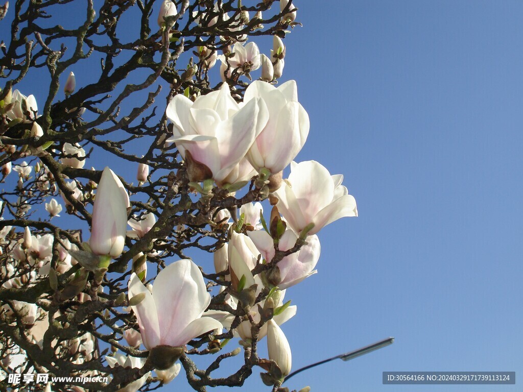 玉兰花