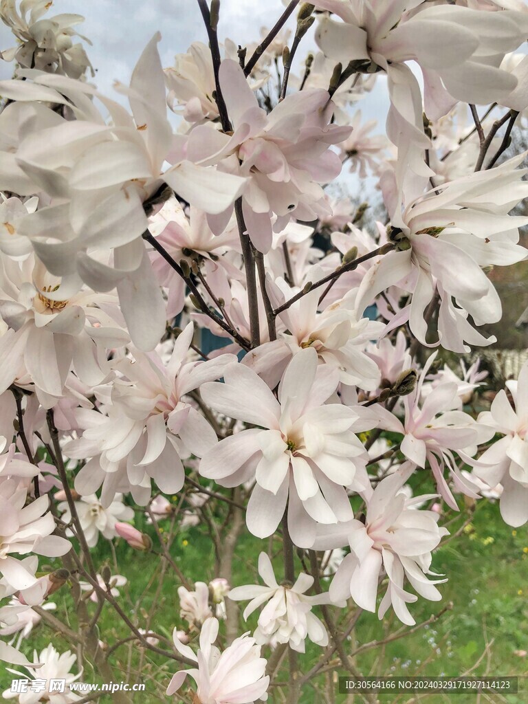 玉兰花花朵