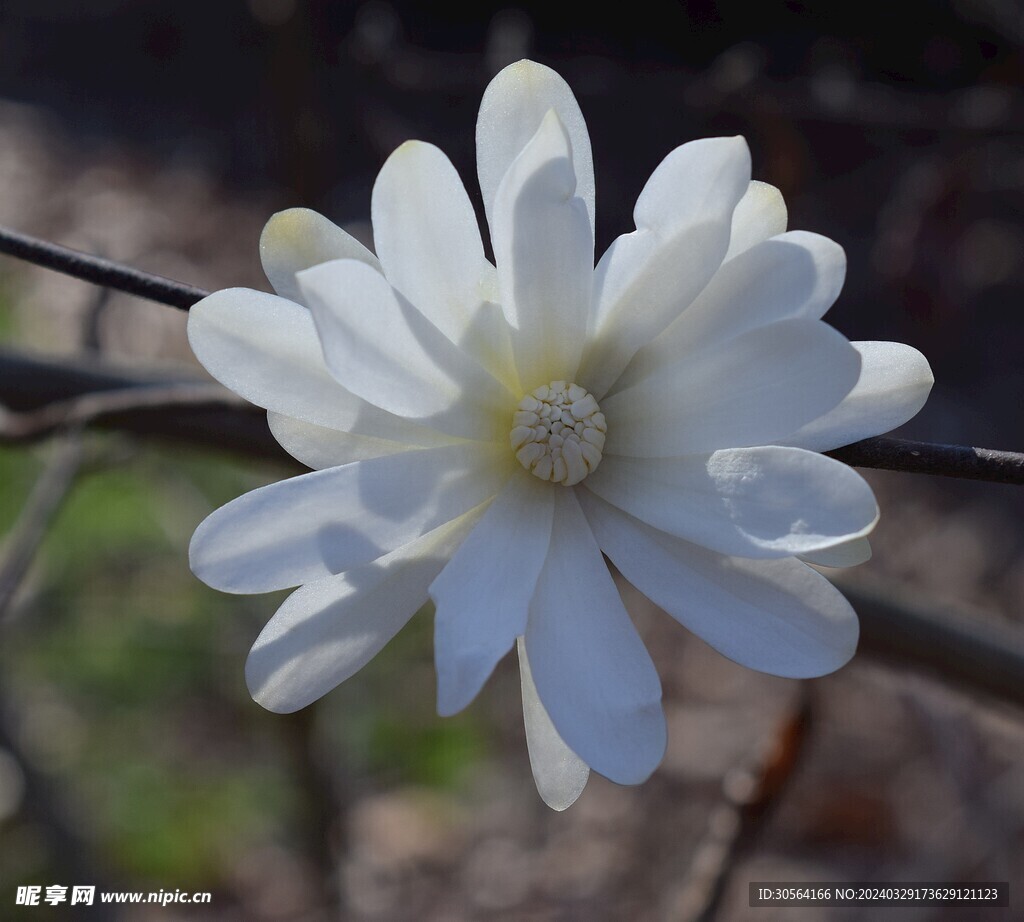 玉兰花