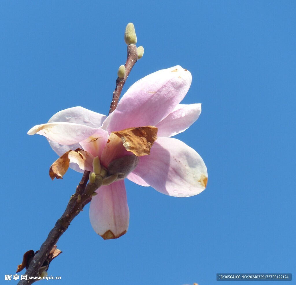 玉兰花