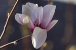 玉兰花
