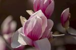 玉兰花