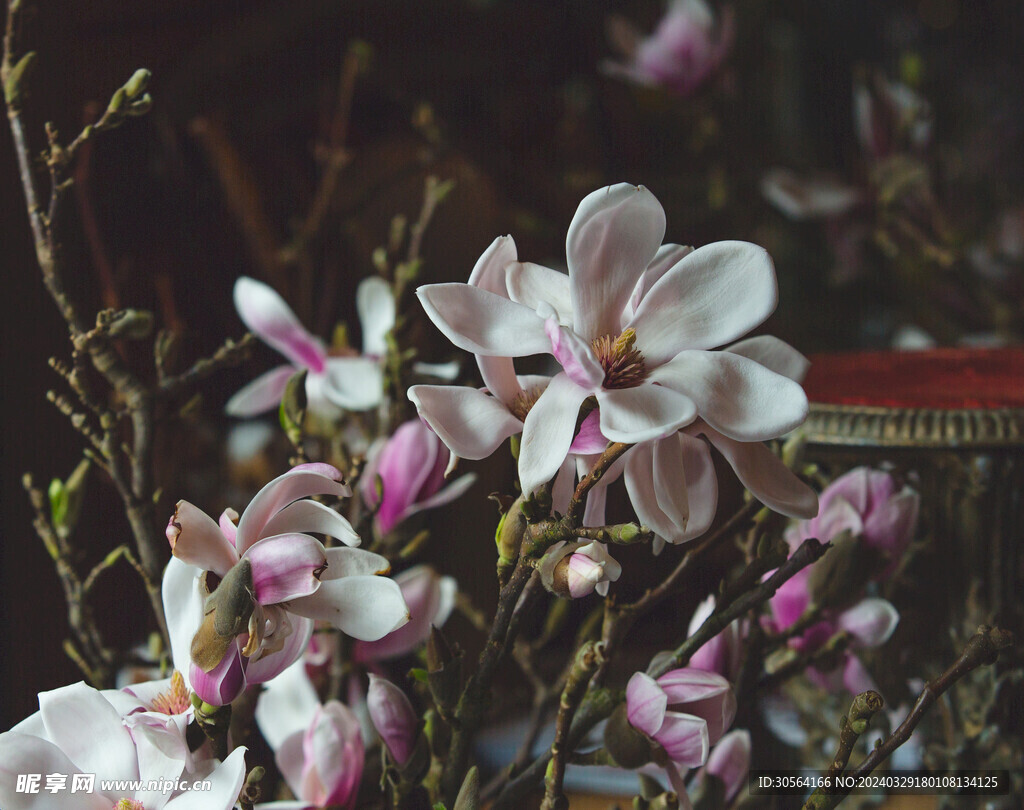 玉兰花花枝