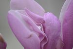 粉色玉兰花花瓣