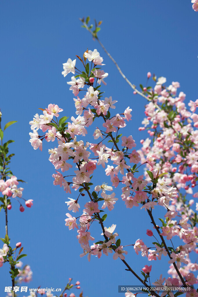 海棠花枝  