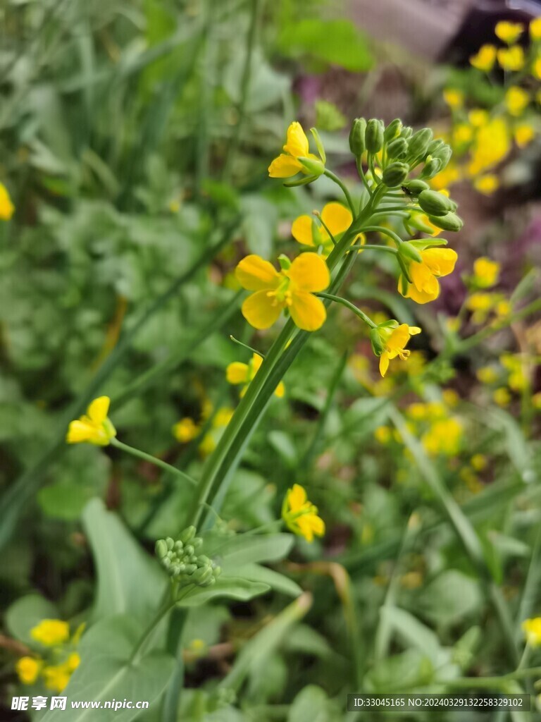 油菜花