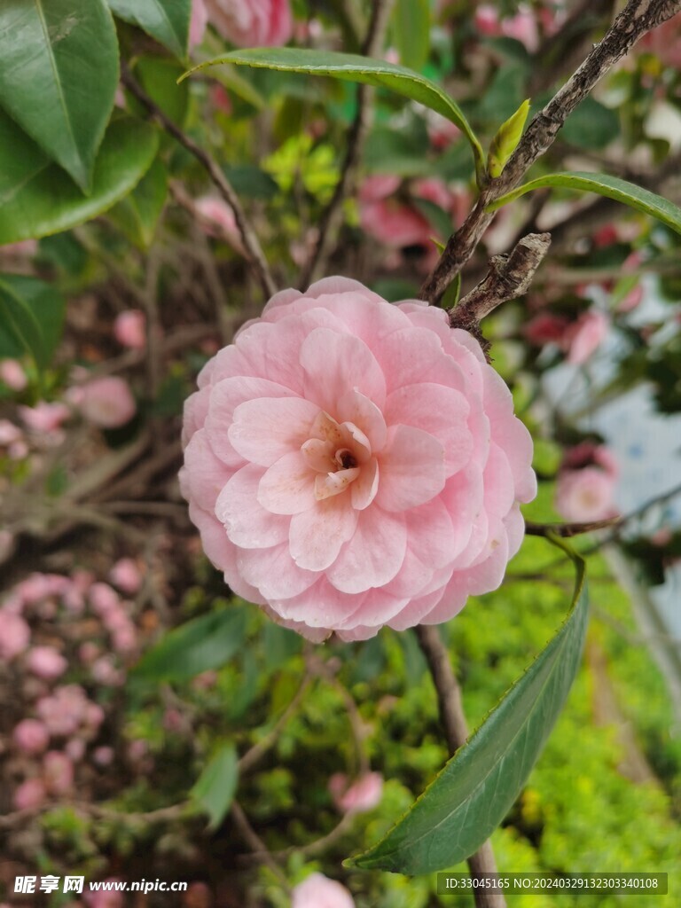 粉色山茶花