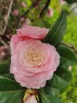 粉色山茶花