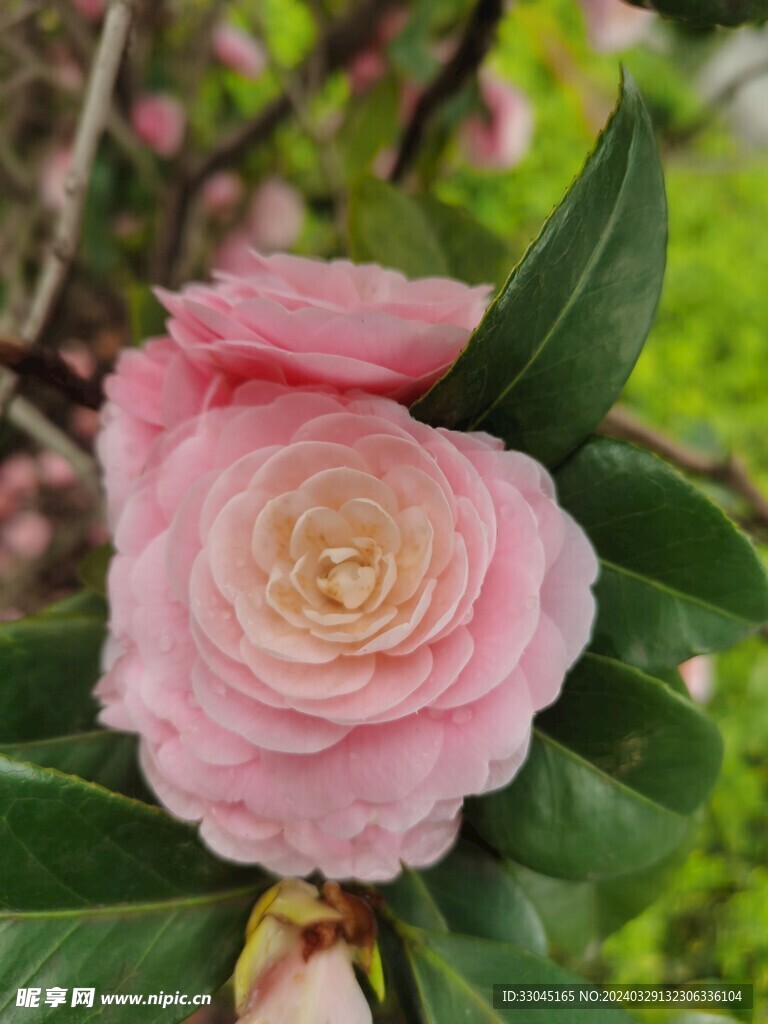 粉色山茶花