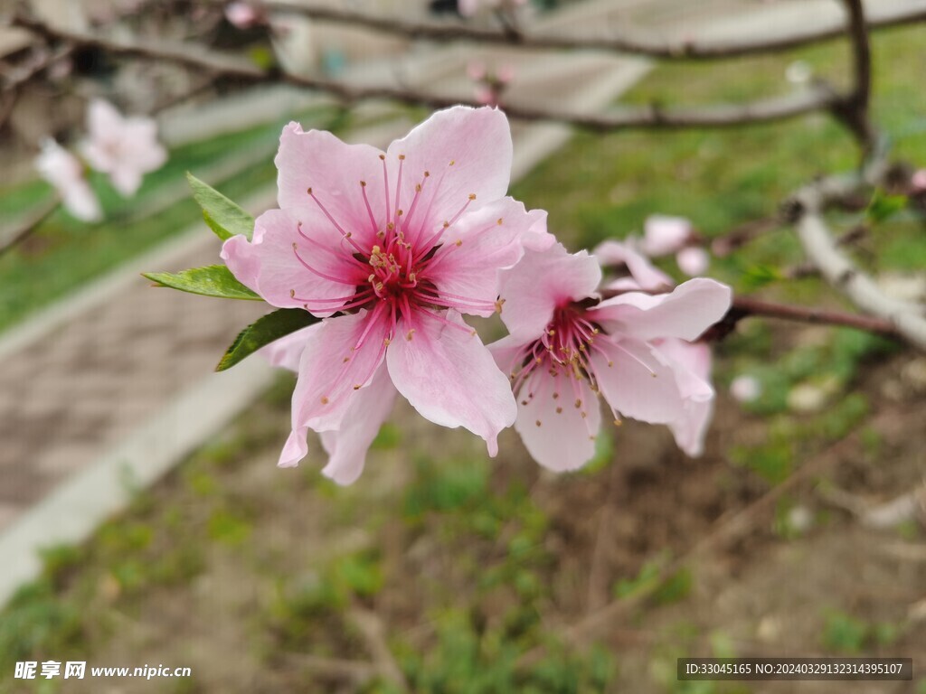 桃花