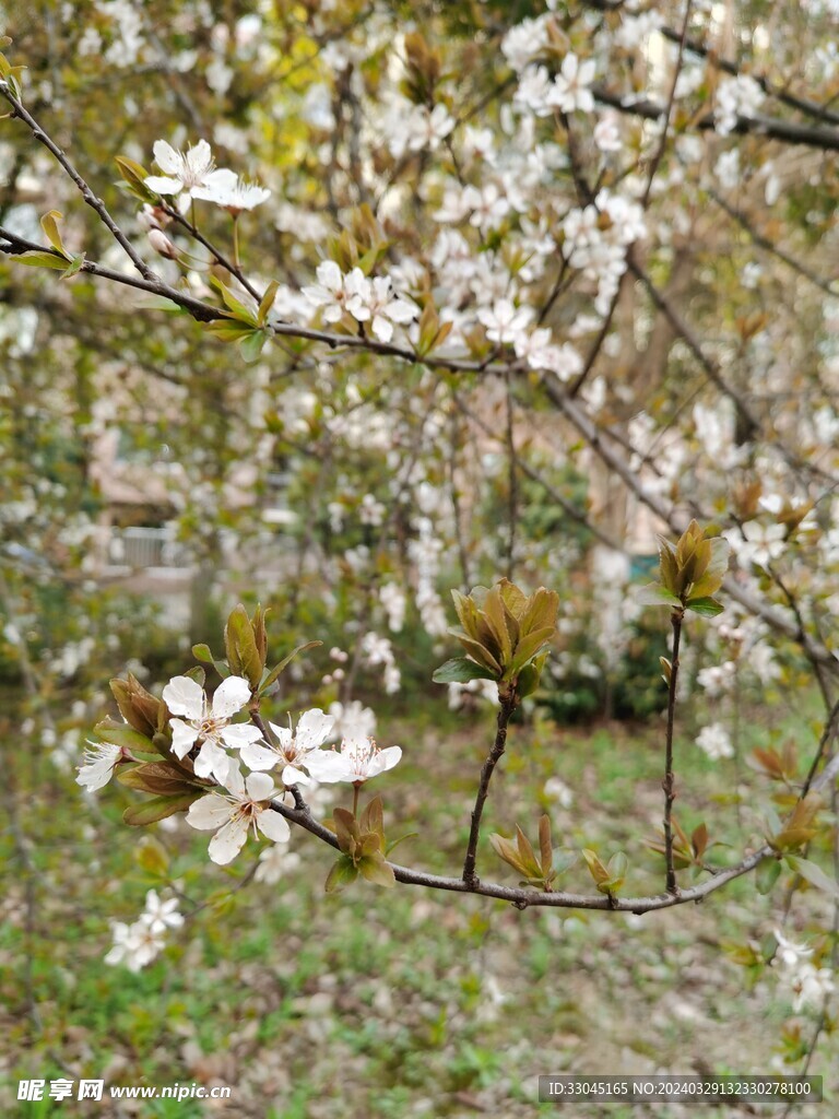 紫叶李