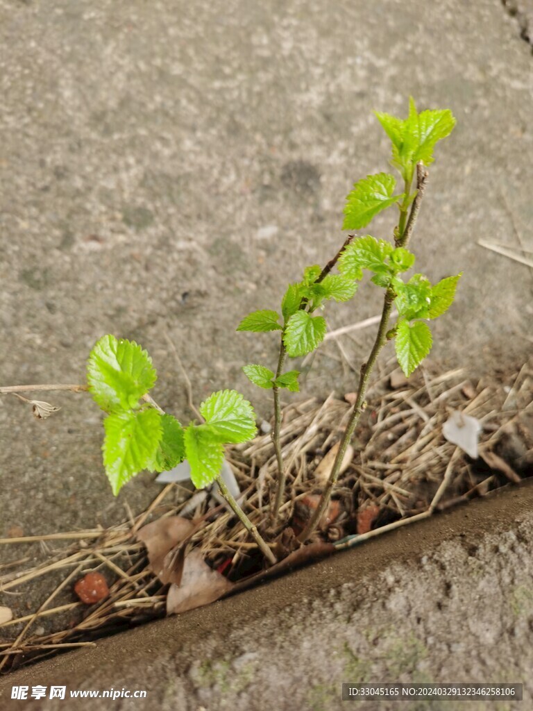 植物