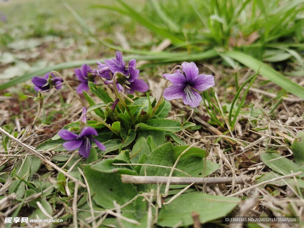 早开堇菜