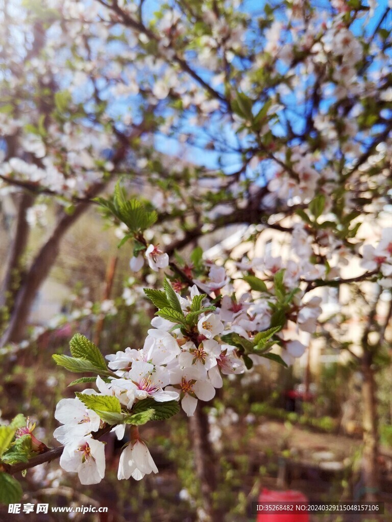 樱桃花