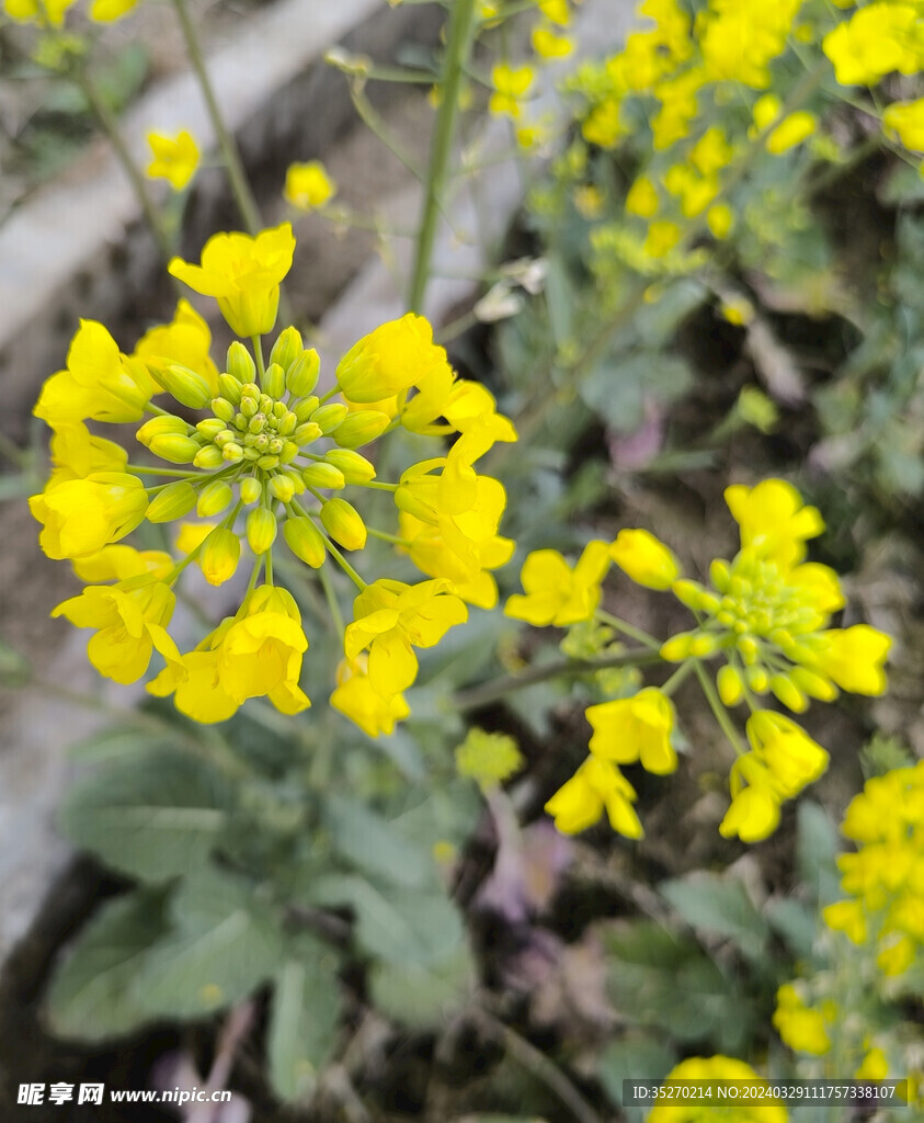 菜籽花