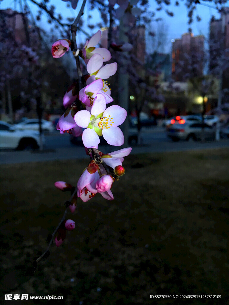 桃花开